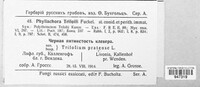 Polythrincium trifolii image